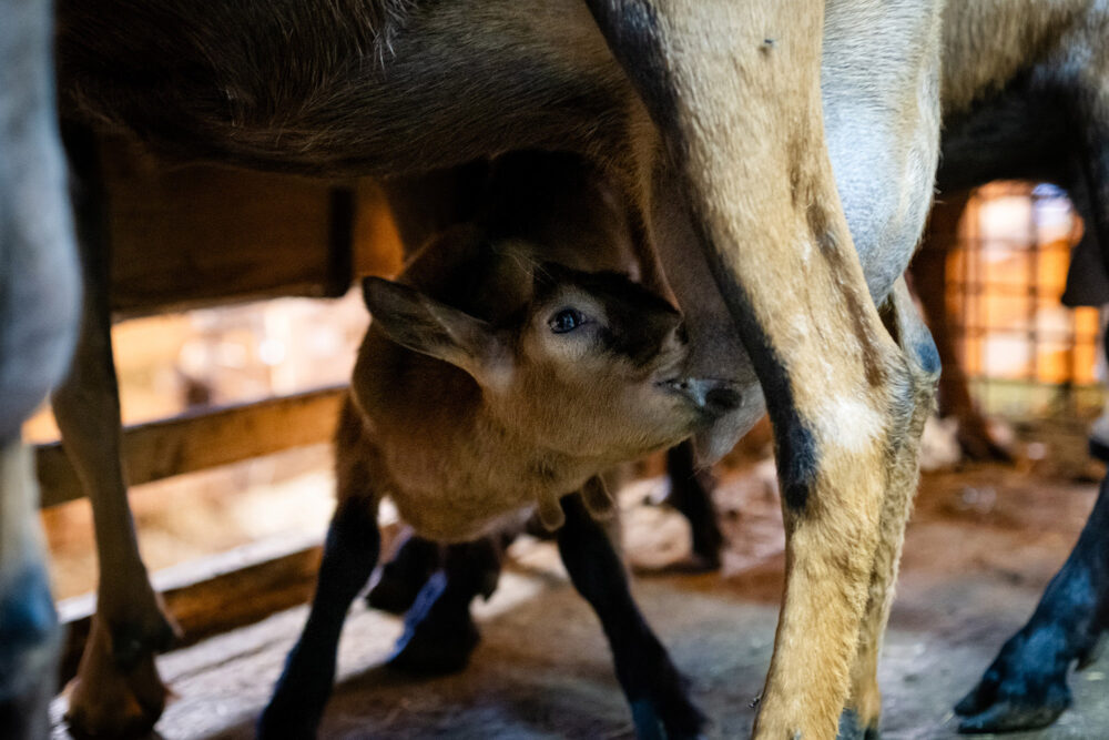 chèvre bébé étable pays horloger portrait