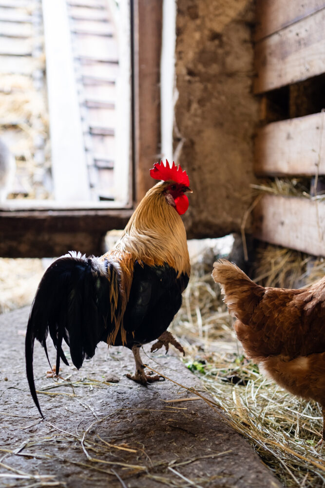 étable coq pays horlorger