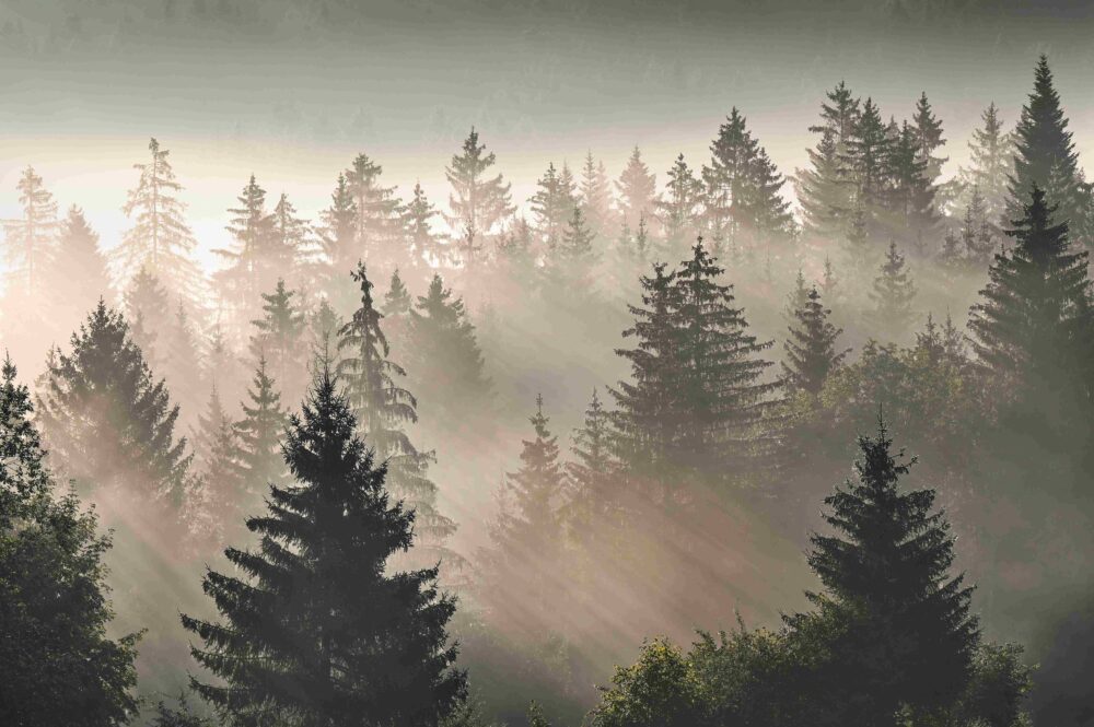 sapins brume pays horloger