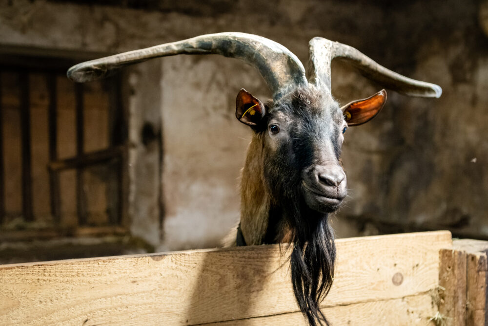 bouc ferme barboux étable pays horloger