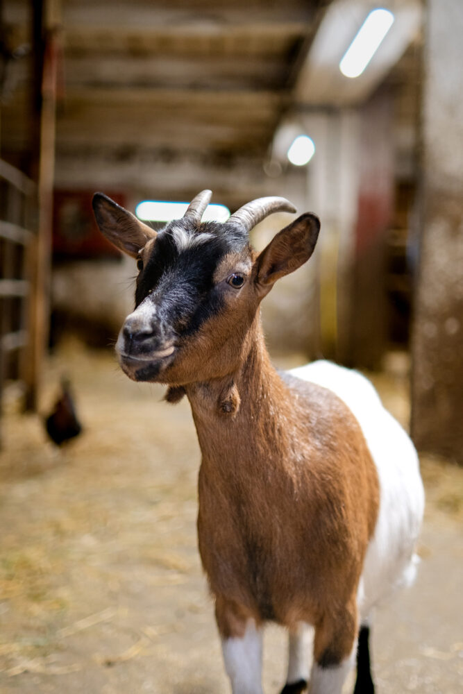 Dominique Rondot ferme Barboux étable chevres pays horloger