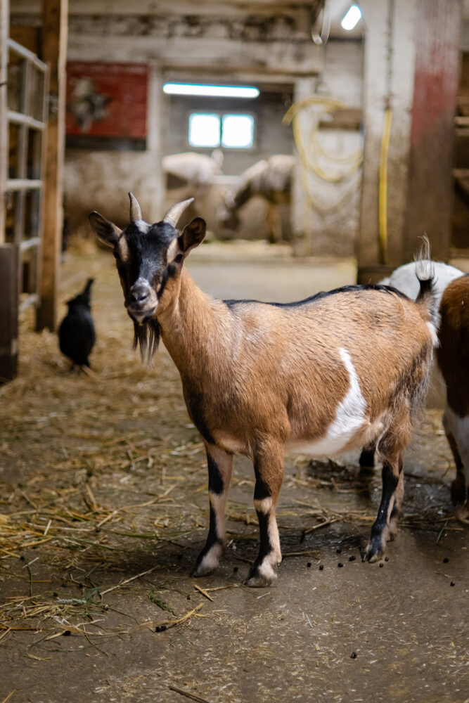 Dominique Rondot ferme Barboux étable chevres pays horloger