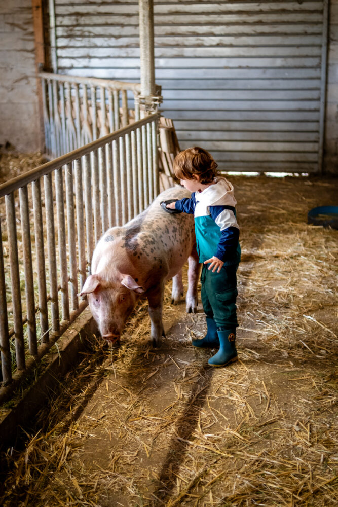 cochon étable enfants ferme barboux pays horloger