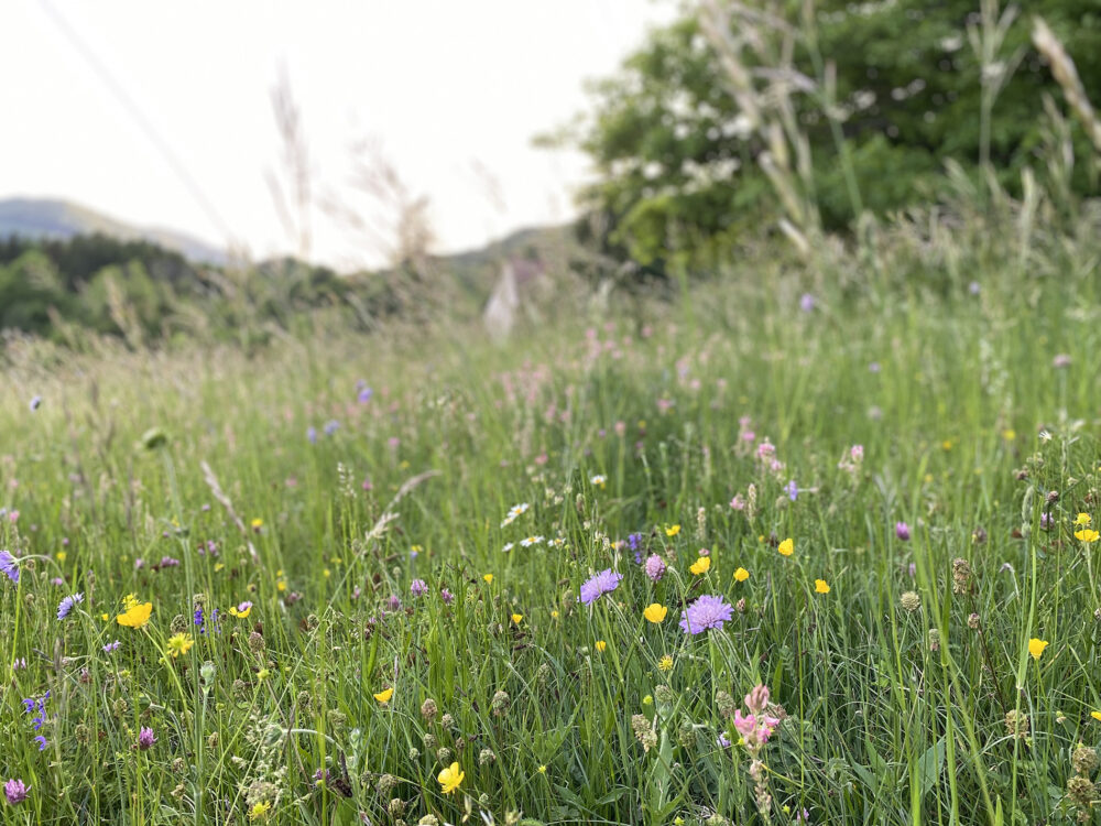 paysage fleurs pays horloger