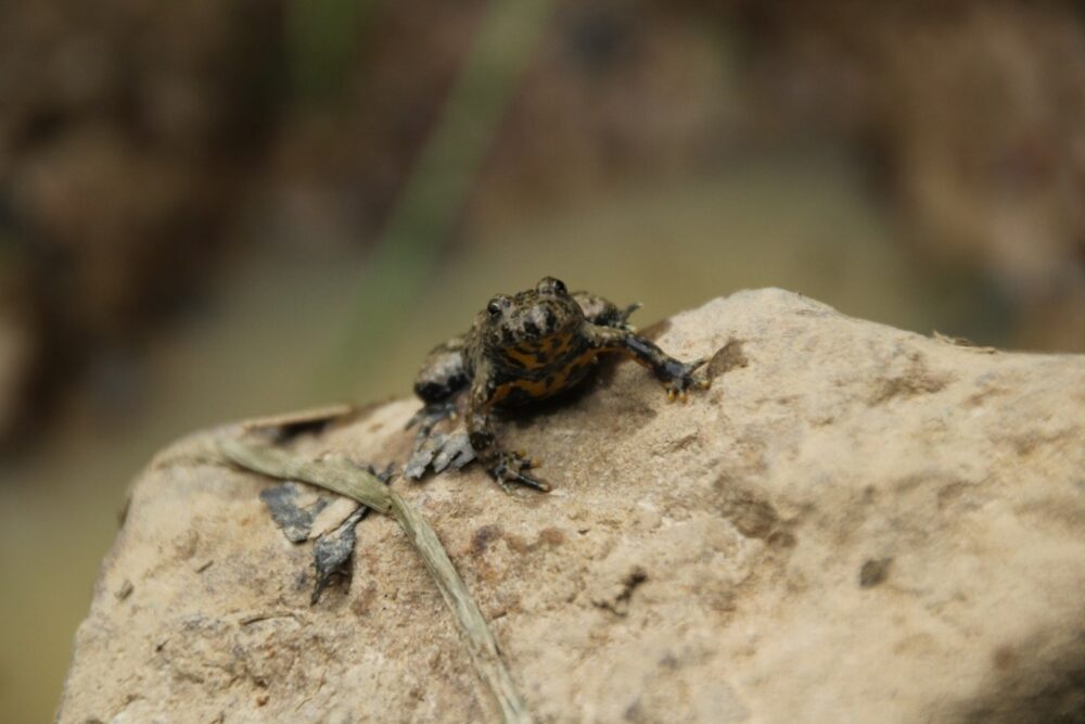 sonneur ventre jaune natura 2000 dessoubre